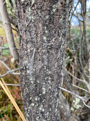 Linochilus schultzii