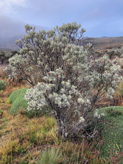 Linochilus schultzii