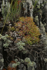 Silene turgida