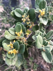 Azara dentata