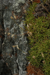 Silene turgida