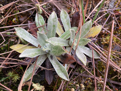 Mniodes longifolia