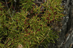 Silene turgida