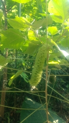 Mallotus apelta