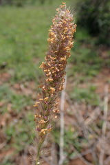 Setaria sphacelata torta