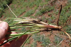 Setaria sphacelata torta