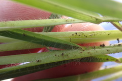 Setaria sphacelata torta