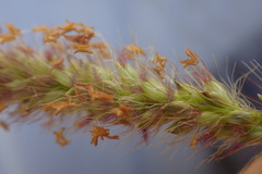 Setaria sphacelata torta
