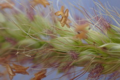 Setaria sphacelata torta