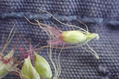 Setaria sphacelata torta