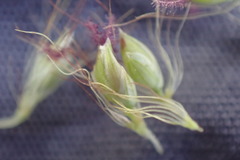 Setaria sphacelata torta