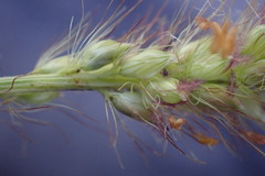 Setaria sphacelata torta