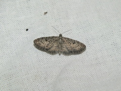 Eupithecia virgaureata
