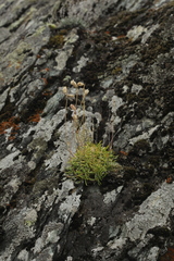 Silene turgida