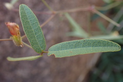 Rhynchosia totta totta