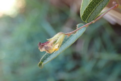 Rhynchosia totta totta