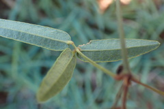 Rhynchosia totta totta