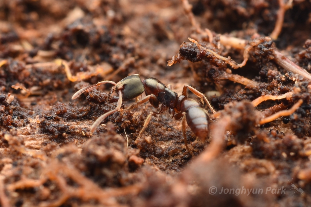 Pantropical panther ant