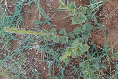 Chascanum hederaceum