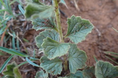 Chascanum hederaceum