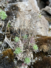 Draba hallii