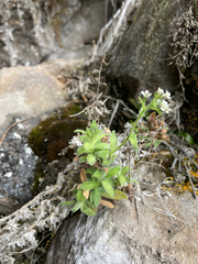Draba hallii
