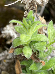 Draba hallii