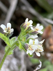 Draba hallii