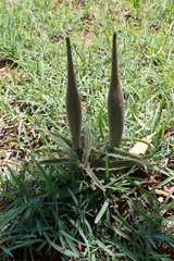 Asclepias meliodora