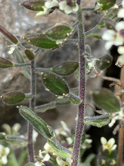 Draba hallii