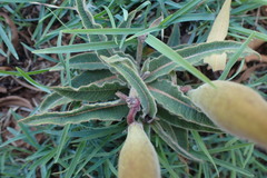Asclepias meliodora