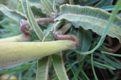 Asclepias meliodora
