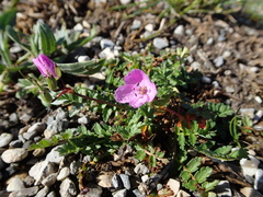 Erodium cicutarium