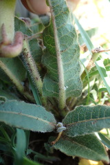 Asclepias meliodora