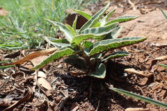 Asclepias meliodora
