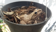 Polypedates megacephalus