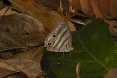 Magneuptychia fugitiva