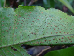 Microsorum membranaceum