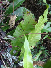 Microsorum membranaceum