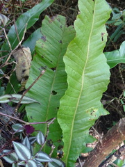 Microsorum membranaceum