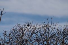 Setophaga nigrescens