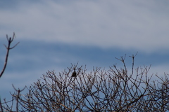 Setophaga nigrescens