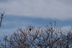 Setophaga nigrescens