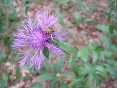 Centaurea phrygia