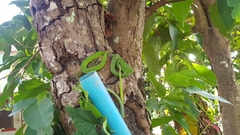 Trimeresurus popeiorum