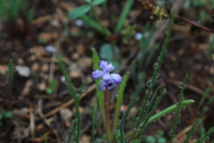 Muscari parviflorum