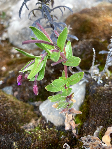 Epilobium denticulatum (Epilobium denticulatum)