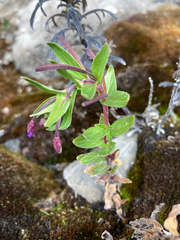 Epilobium denticulatum