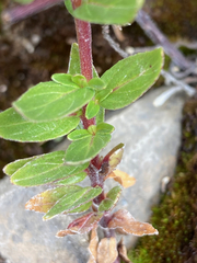Epilobium denticulatum
