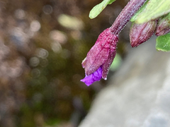 Epilobium denticulatum